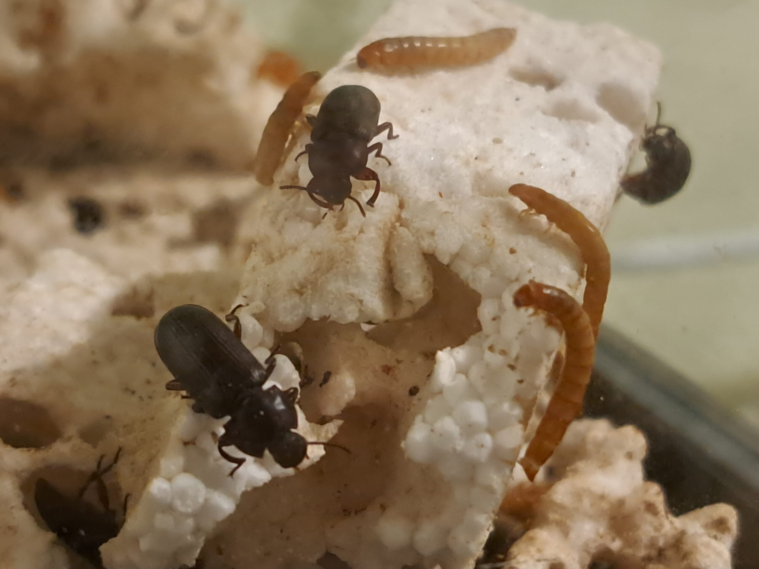 INSECTS THAT DECOMPOSE PLASTIC WASTE